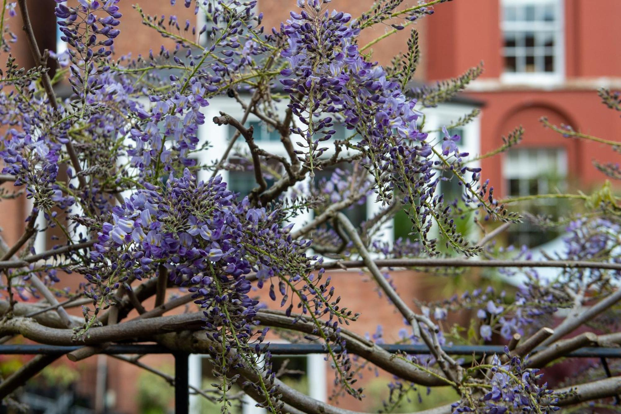 슈루즈버리 다윈스 타운하우스 B&B 외부 사진 Wisteria sinensis